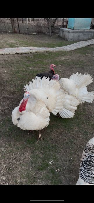 Индюки !! Индюки!!