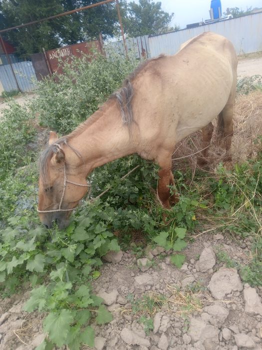 Жақсы жорға жылқы