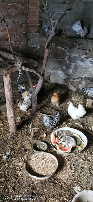 Продавам дребни джинки