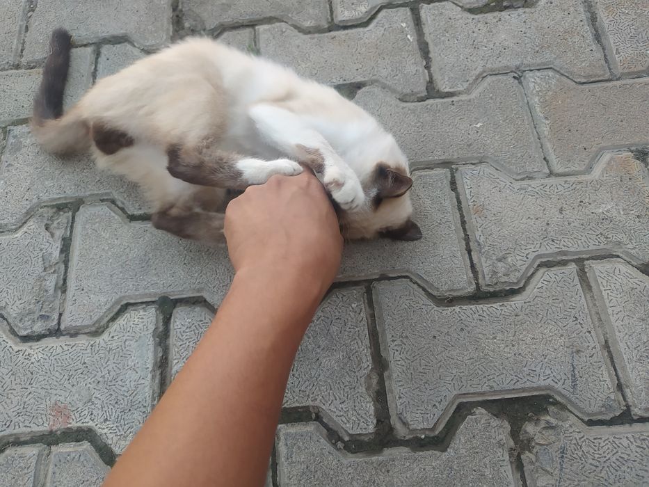 Сиамская кошка породистая