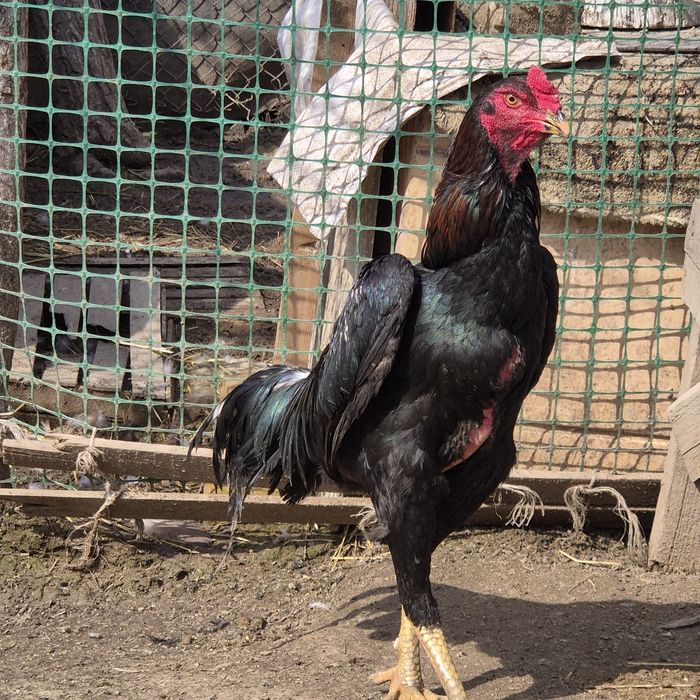 Петух бойцовый    .  .