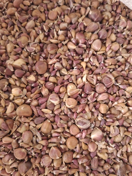 Samanta de baib si baib de consum