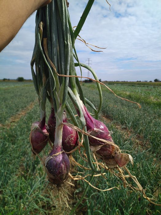 Seminte de ceapa de apa de buzau