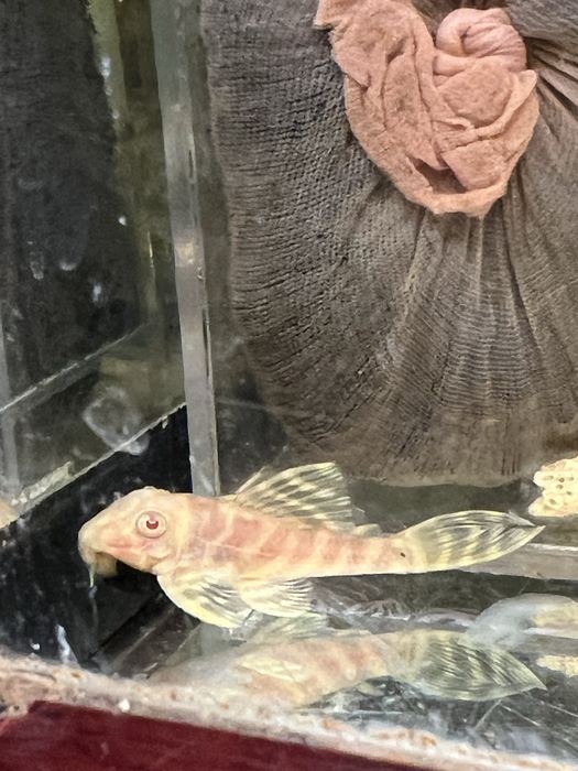 L333 gold,L333 albino,L401 ,L236 SW и SY