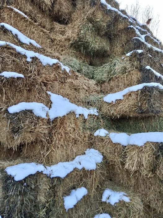 Сабан шөп 1100 сатылады