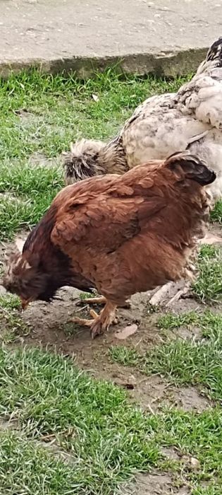 Schimb găină moțată