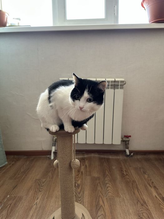 Отдам кота в добрые руки