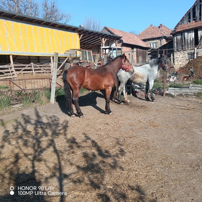 Mînji de vinzare