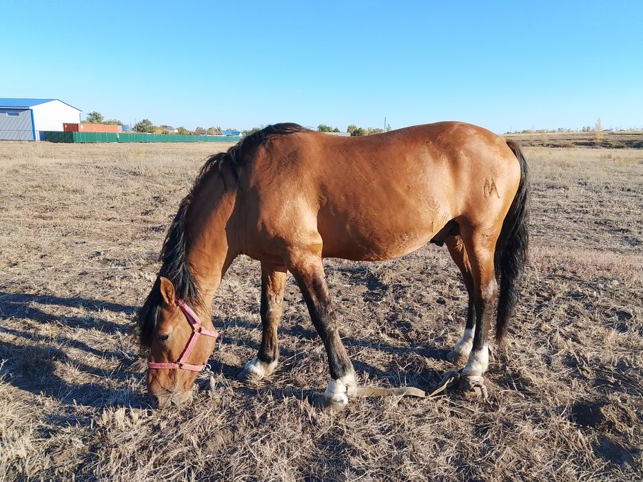 Азғын кемпірлердің суреттері