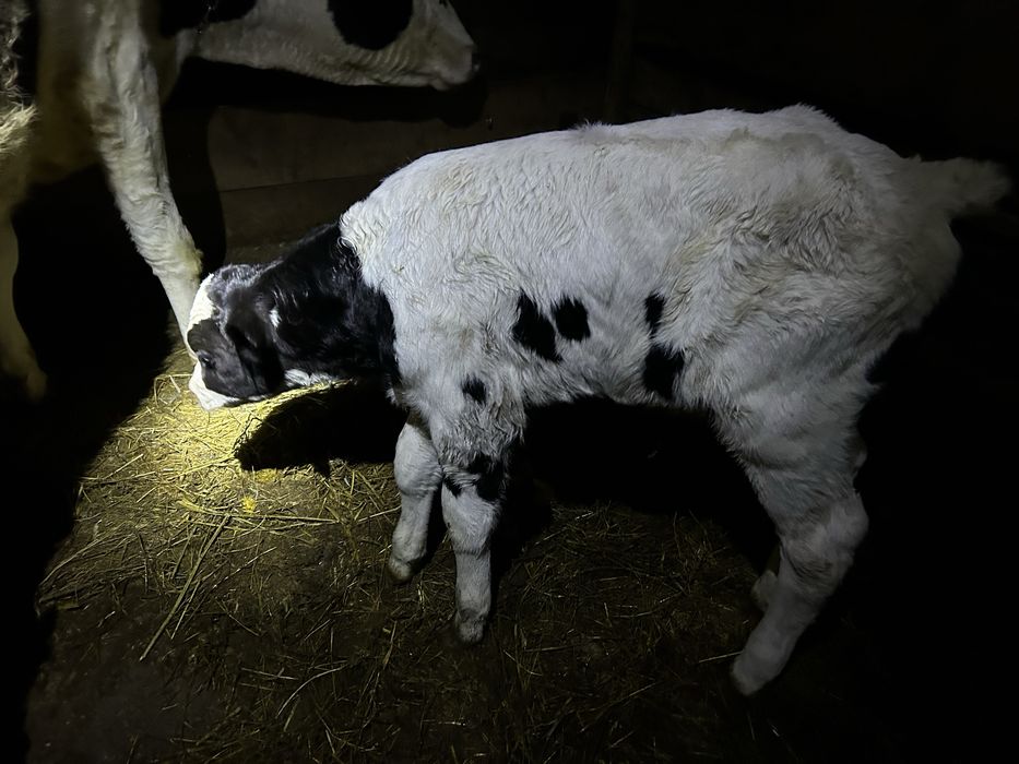 Vand vitei de cateva zile