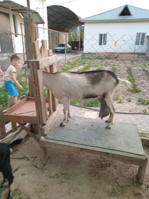 Сауынды Альпи породасынын ешкiсi сатылады
