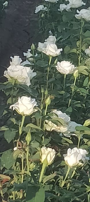 Кафолатлик Асартимент Атиргул Кучатлари