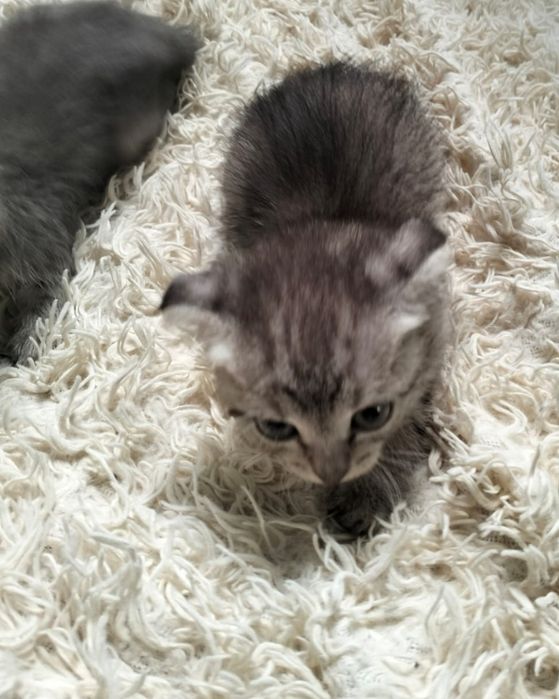 Котята шотландцы. Звонить по номеру на фото.