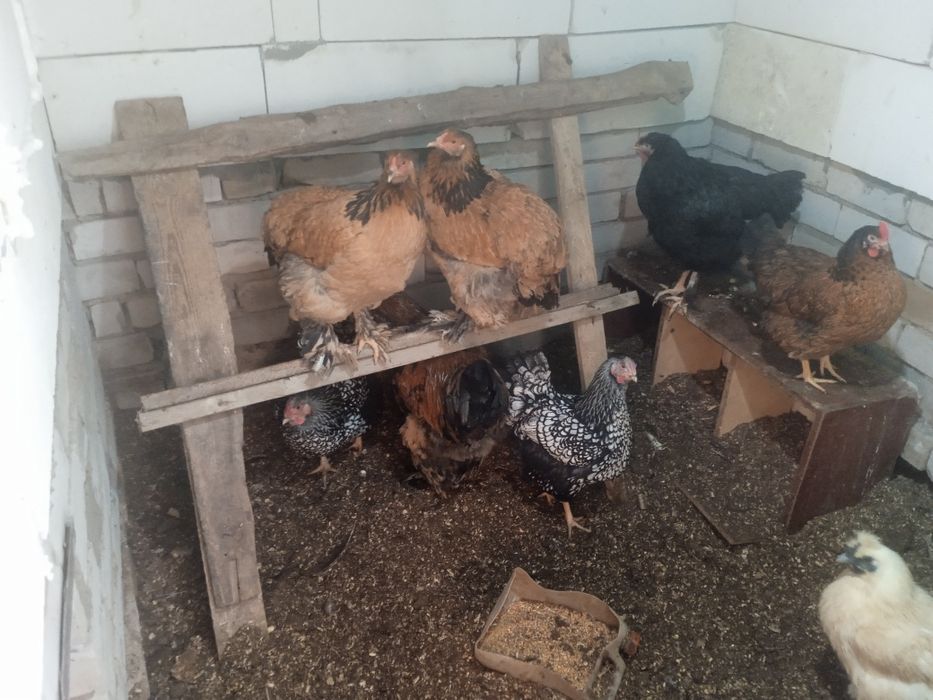 Виондот,Брама,Кохинкин сатам