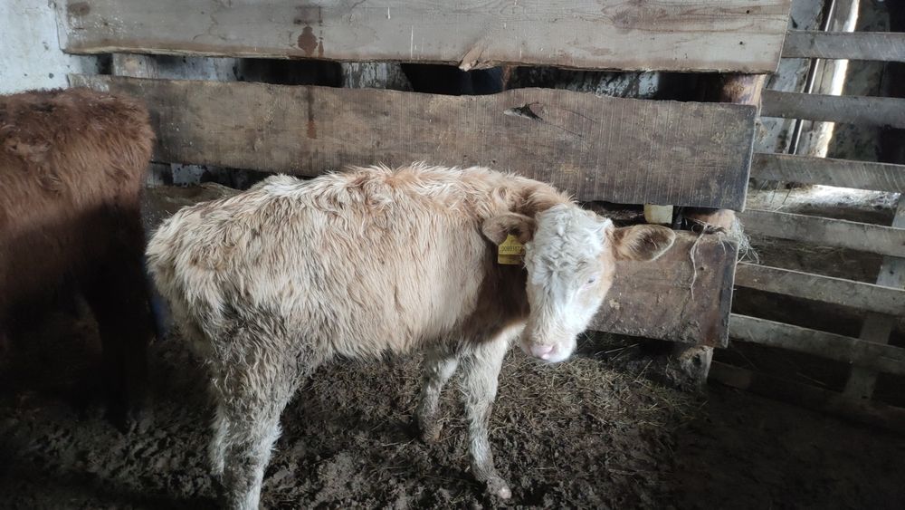 Баспақ сатылады срочна