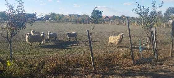 6 oi de vânzare în Dud, jud. Arad
