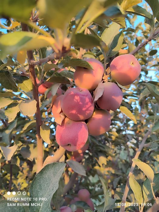 Porno video juda yosh qizlar bilan jinsiy aloqa