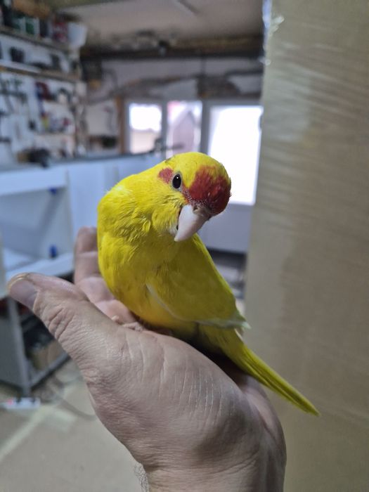 Kakariki crescuti la mana, foarte blanzi