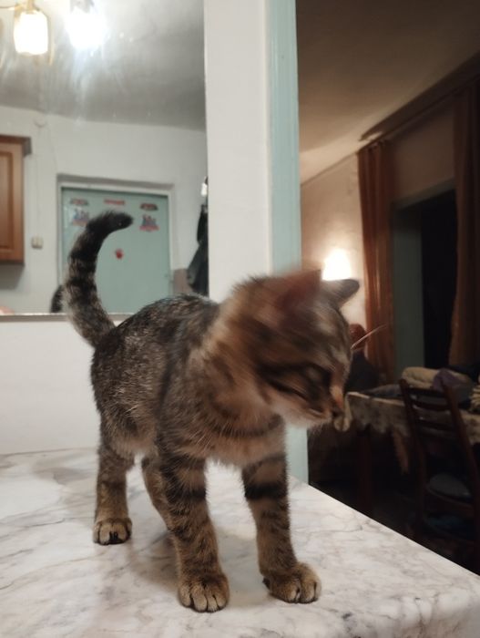 Отдам в хорошие руки!!!