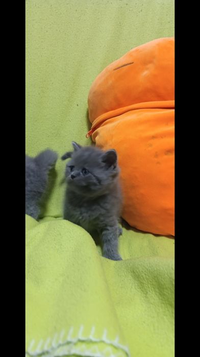 Чистокровные шотланки