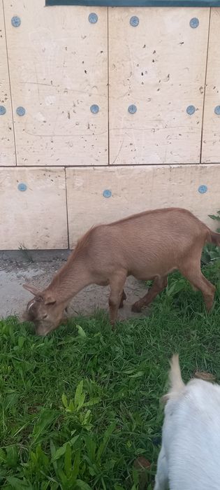 Козёл на вязку!!!