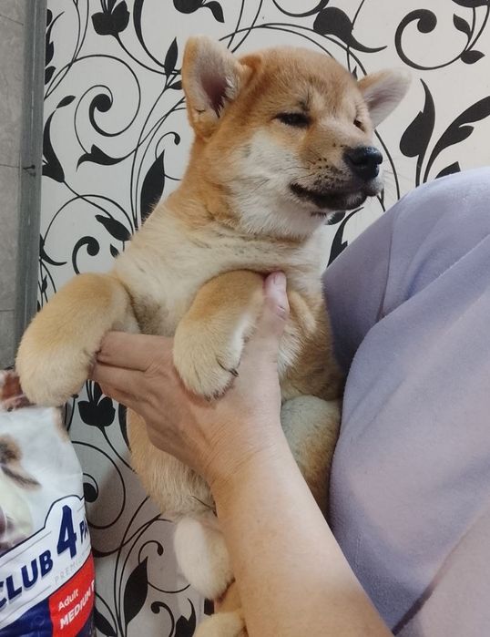 Щенки сиба ину клубные