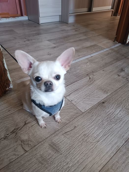 Кобель.Вязка.1,5 года