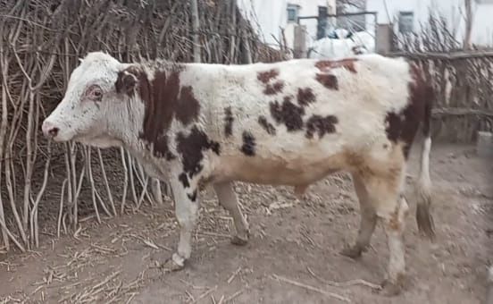 Бұқа сатылады  4 жасар