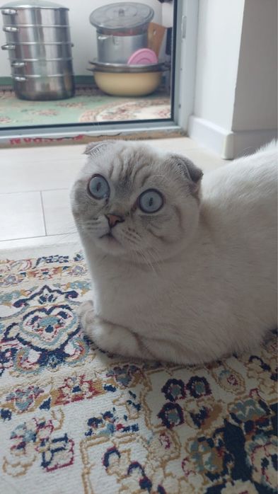 мысық сатам алатын босаң