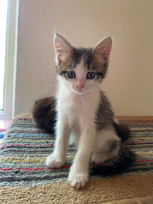 Срочно отдам котят