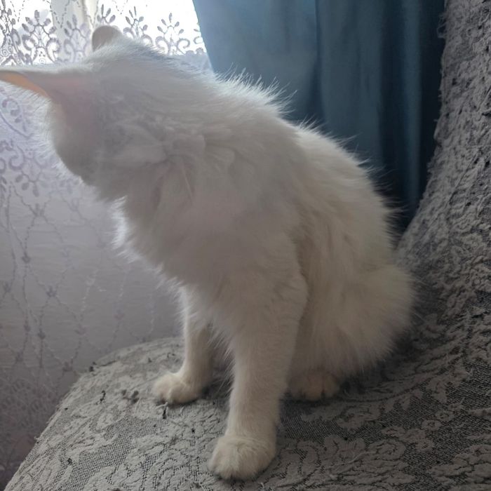 Отдам кошку бесплатно