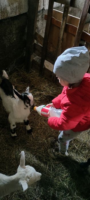 Альпийские козлята