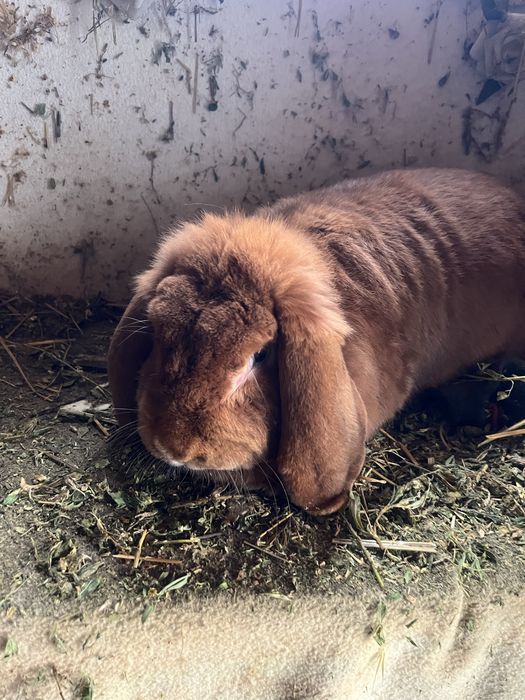 De vanzare 2 Iepuri Berbec German portocaliu ( tatuati).