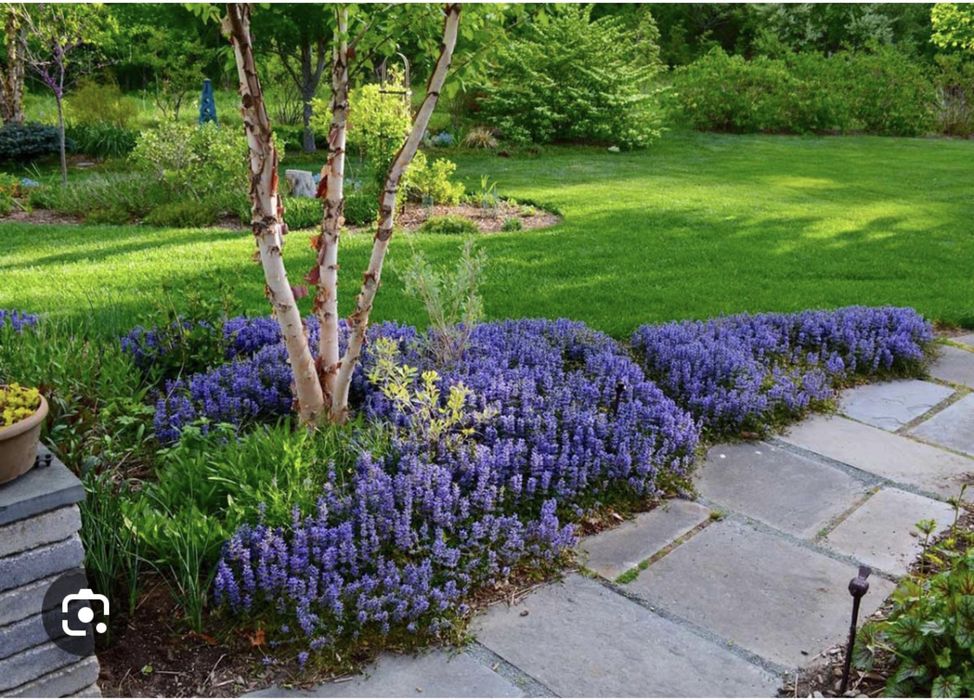 Живучка ( Аюга )