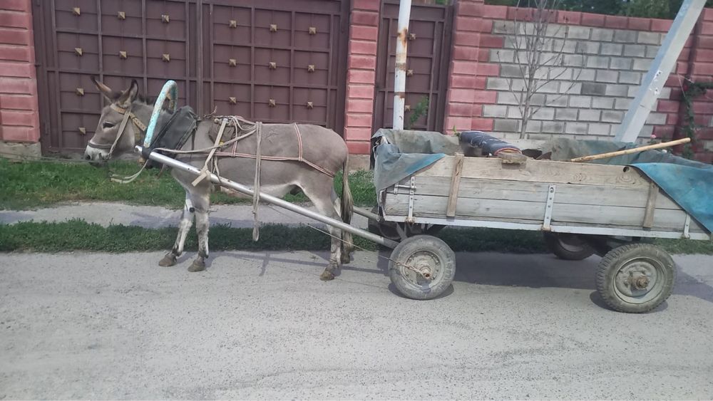 Продам ишака.