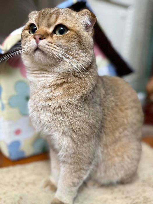 Zalatoya Shinshella 10oylik oʻgʻil