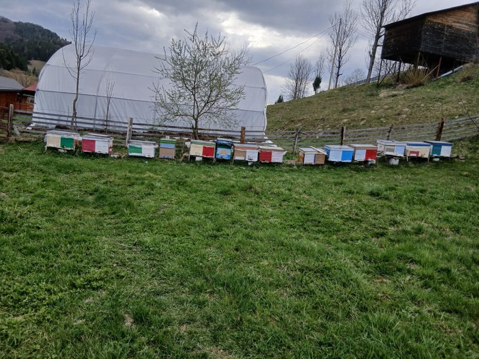 Vand familii de albine
