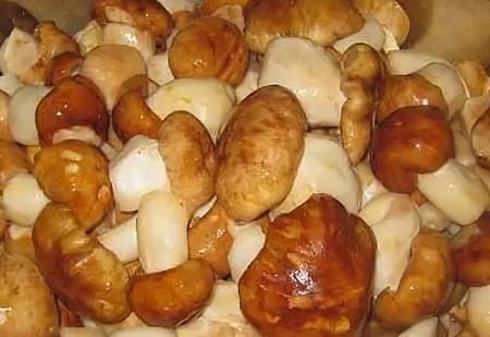 Продам грибы подтопольники