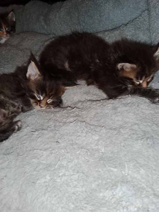 Продаются котята