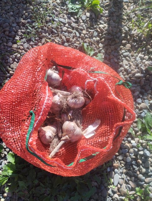 Продам Чеснок домашний .