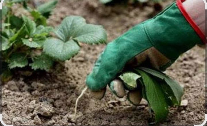 Прополка огородов дачных участков