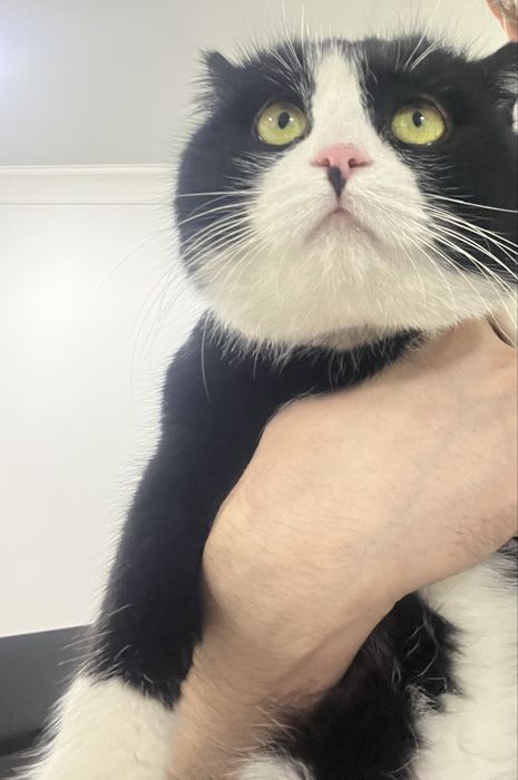 Молодой породистый кот для вязки