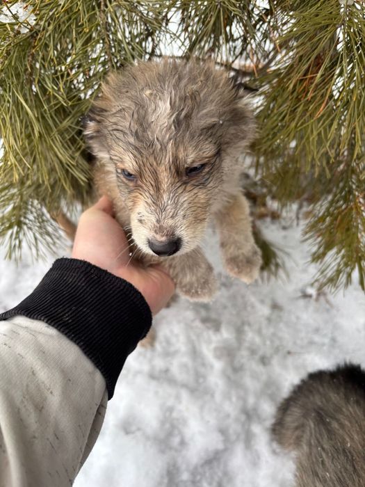 Ищем дом для щенят