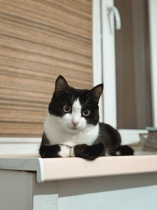 Отдам кошку в добрые руки