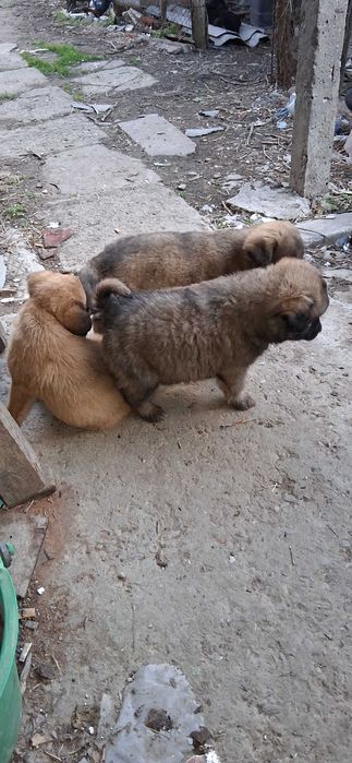 Donez pui ciobanesc german