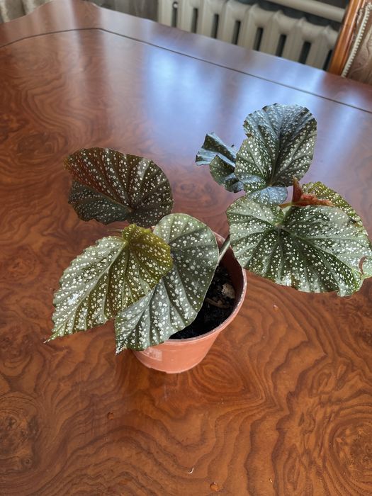 Сансиверии разные Лауренти,