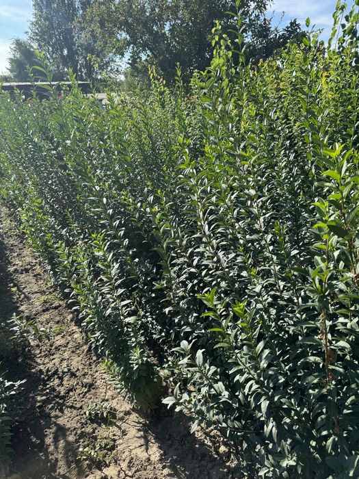 Бирючина ( живая изгородь)