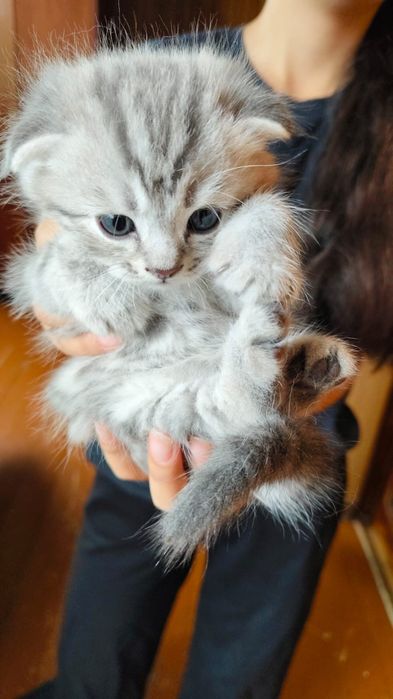 Котята шотландцы