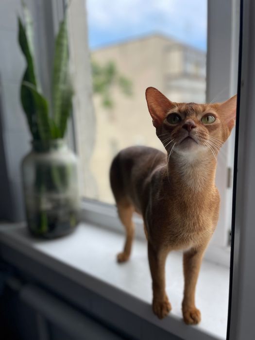 Абиссинская кошка