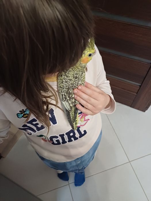 Papagali nimfe pui blanzi crescuti la mana